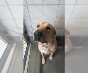 Mastiff-Unknown Mix Dogs for adoption in San Antonio, TX, USA