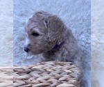 Small Photo #31 Double Doodle Puppy For Sale in PIERSON, FL, USA