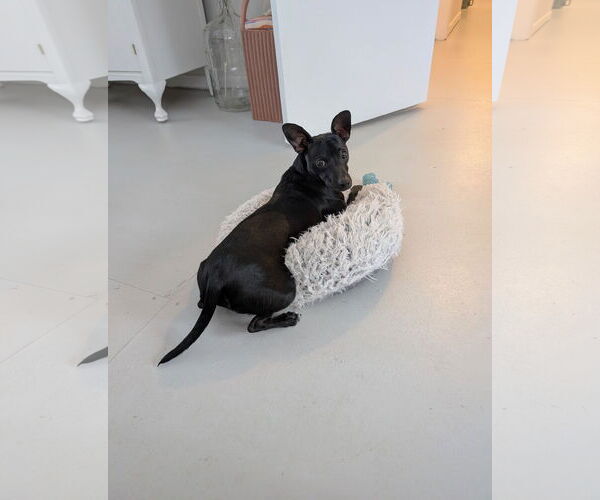 Medium Photo #3 Chiweenie Puppy For Sale in St. Louis Park, MN, USA