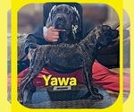 Puppy Yawa America Bandogge Mastiff-Cane Corso Mix