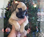 Puppy 4 Bullmastiff