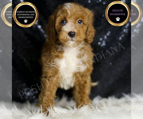 Medium Photo #6 Goldendoodle (Miniature) Puppy For Sale in WARSAW, IN, USA