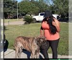 Small Photo #1 Mastiff Puppy For Sale in CYPRESS, TX, USA