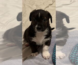 Toy Rat Doxie Dogs for adoption in Holly Springs, NC, USA