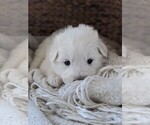 Small Photo #41 Great Pyrenees Puppy For Sale in FALCON, CO, USA