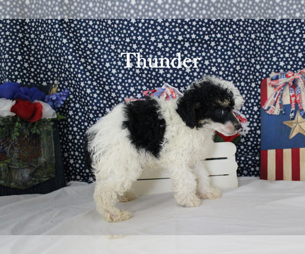 Medium Photo #10 Poodle (Toy) Puppy For Sale in CHANUTE, KS, USA