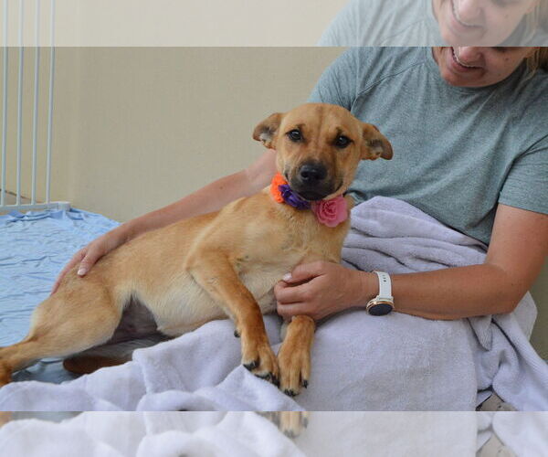 Medium Photo #1 Mutt Puppy For Sale in McKinney, TX, USA