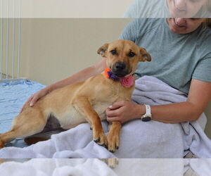 Mutt Dogs for adoption in McKinney, TX, USA