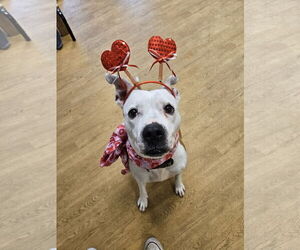 American Pit Bull Terrier-Unknown Mix Dogs for adoption in Virginia Beach, VA, USA