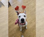 Small American Pit Bull Terrier Mix