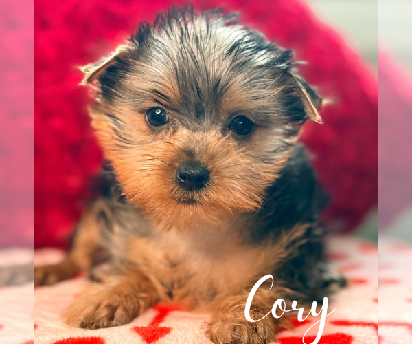 Medium Photo #3 Yorkshire Terrier Puppy For Sale in ADDISON, IL, USA