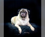 Marley - Male Pug Dog for Adoption - Small photo