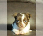 Small #23 Chihuahua