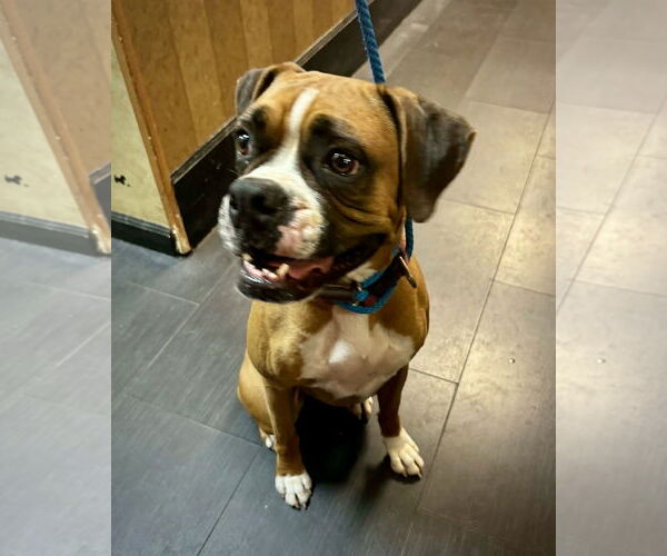 Medium Photo #3 Boxer Puppy For Sale in Dumont, NJ, USA
