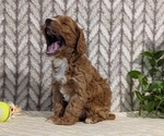 Small #7 Cavapoo (Miniature)