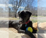 Small #5 Labrador Retriever Mix