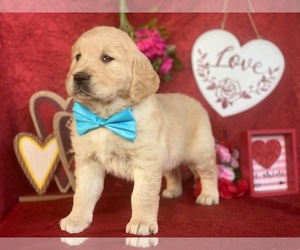 Golden Retriever Puppy for sale in LANCASTER, PA, USA