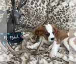 Small #3 Cavalier King Charles Spaniel