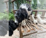 Small Photo #5 Bordoodle Puppy For Sale in CRESTON, OH, USA