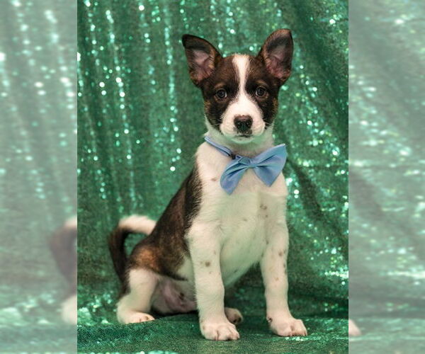 Medium Photo #1 Siberian Husky-Unknown Mix Puppy For Sale in Murfreesboro, TN, USA