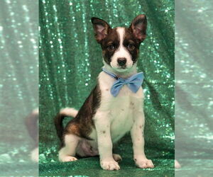 Siberian Husky-Unknown Mix Dogs for adoption in Murfreesboro, TN, USA