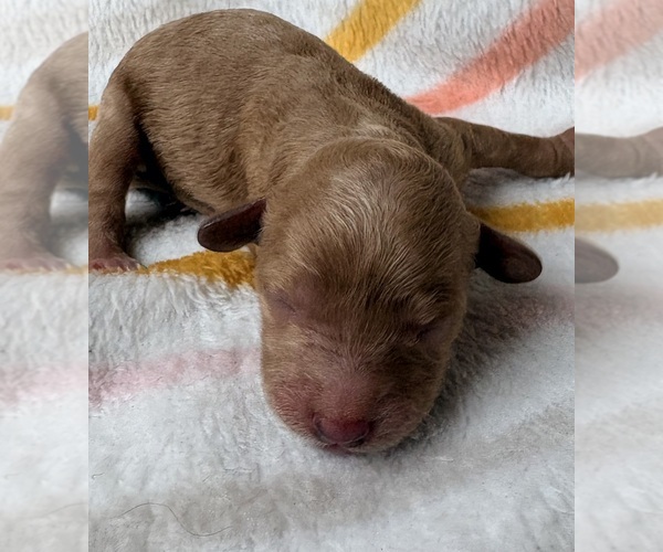 Medium Photo #1 Cavapoo (Miniature) Puppy For Sale in WAUSEON, OH, USA