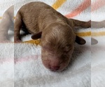 Puppy 2 Cavapoo (Miniature)