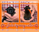 Puppy orange collar Shih Tzu