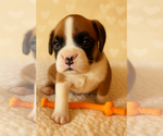 Small #3 Boxer