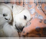 Puppy Camaro English Cream Golden Retriever
