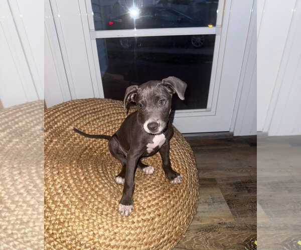 Medium Photo #1 Catahoula Leopard Dog-Unknown Mix Puppy For Sale in New London, WI, USA