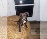 Small Catahoula Leopard Dog Mix