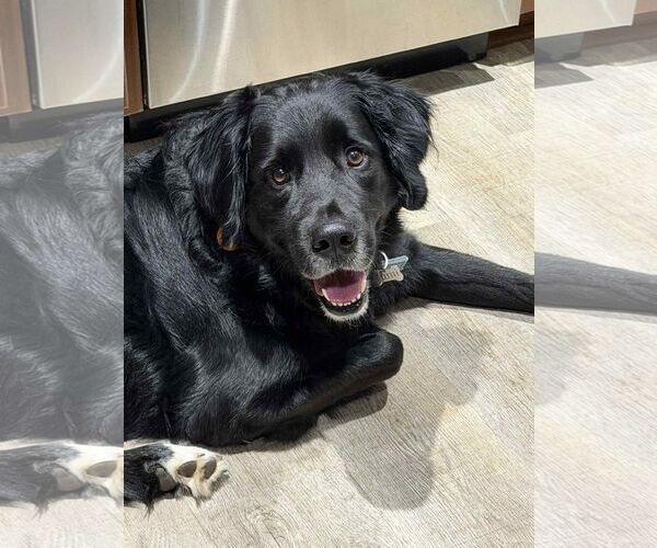 Medium Photo #3 Bernese Mountain Dog-Retriever  Mix Puppy For Sale in Arlington, VA, USA