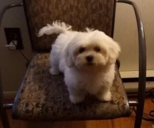 Zuchon Puppy for sale in CLOSTER, NJ, USA