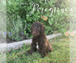 Puppy Peregrine Poodle (Standard)