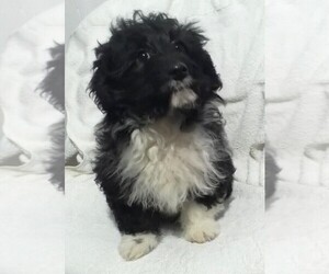 Aussiedoodle Miniature  Puppy for sale in FREDERICKSBURG, OH, USA