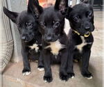 Small #3 Labrador Retriever Mix