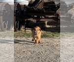 Small Photo #54 Rhodesian Ridgeback Puppy For Sale in MORONGO VALLEY, CA, USA
