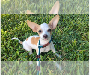 Chihuahua-Unknown Mix Dogs for adoption in New York, NY, USA