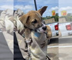 Small #1 Labrador Retriever Mix
