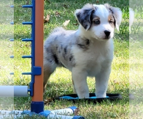 Medium Photo #1 Miniature American Shepherd Puppy For Sale in BELLA VISTA, AR, USA