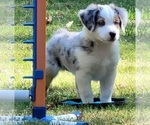 Small Photo #1 Miniature American Shepherd Puppy For Sale in BELLA VISTA, AR, USA