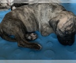Small Photo #5 Great Dane Puppy For Sale in CORONA, CA, USA