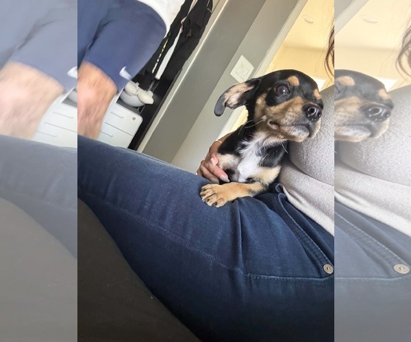 Medium Photo #3 Chiweenie Puppy For Sale in Lake Elsinore, CA, USA