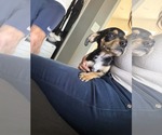 Small #2 Chiweenie