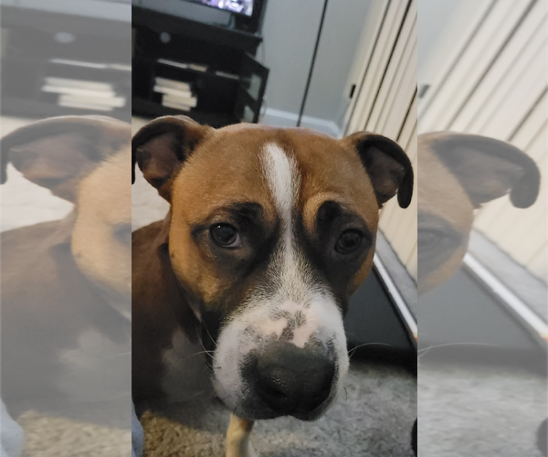 Medium Photo #14 American Staffordshire Terrier-Boxer Mix Puppy For Sale in Holly Springs, NC, USA