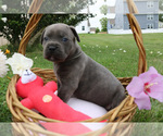 Image preview for Ad Listing. Nickname: Grey collar