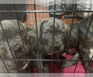 Cane Corso Puppy for sale in CHULA VISTA, CA, USA