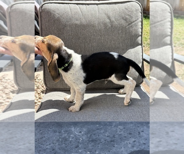 Medium Photo #3 Beagle Puppy For Sale in COLORADO SPRINGS, CO, USA