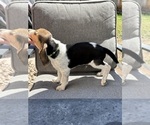 Small #2 Beagle